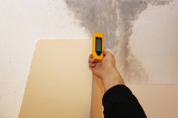 Professional Mold Inspection, Removal & Remediation in Rocky Top, TN