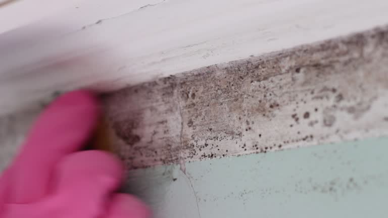 Best Forensic Mold Investigation  in Rocky Top, TN